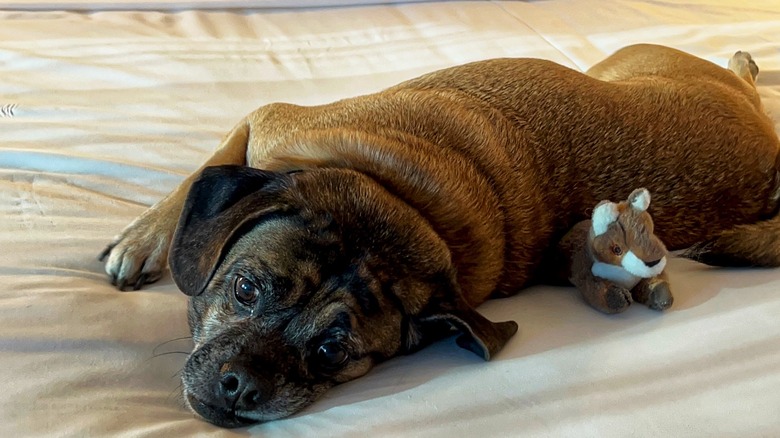 dog on bed at Royal Sonesta