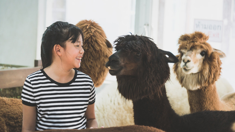 Girl playing with alpacas