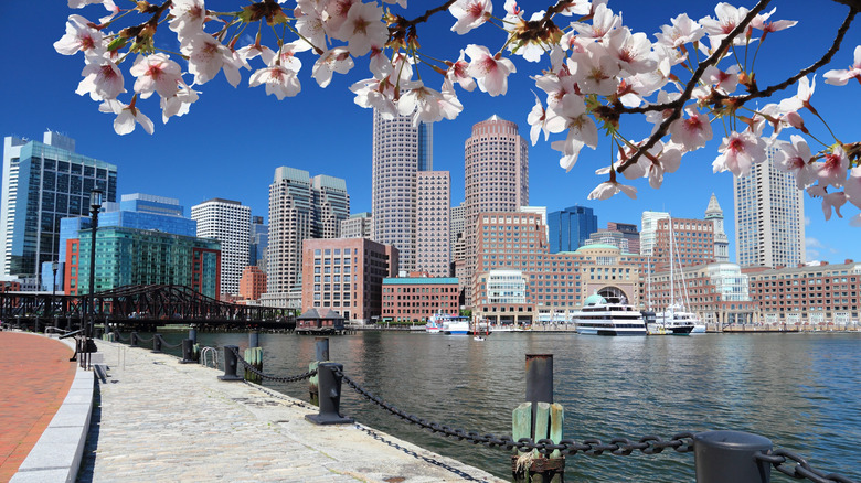 Boston skyline with cherry blossoms