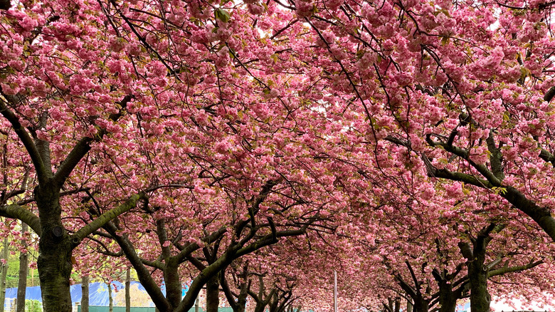 cherry trees in bloom