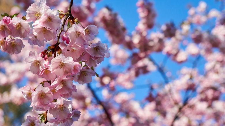 close up of cherry blossoms