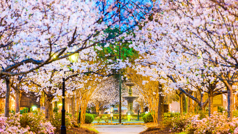 evening cherry trees and fountain