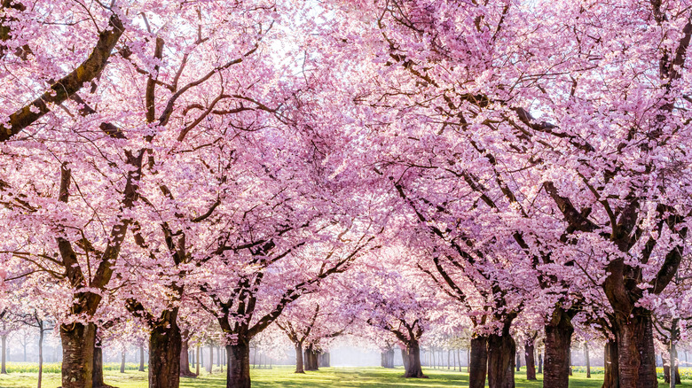 orchard of cherry trees