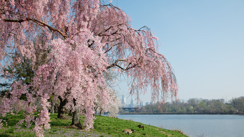cherry blossom along river