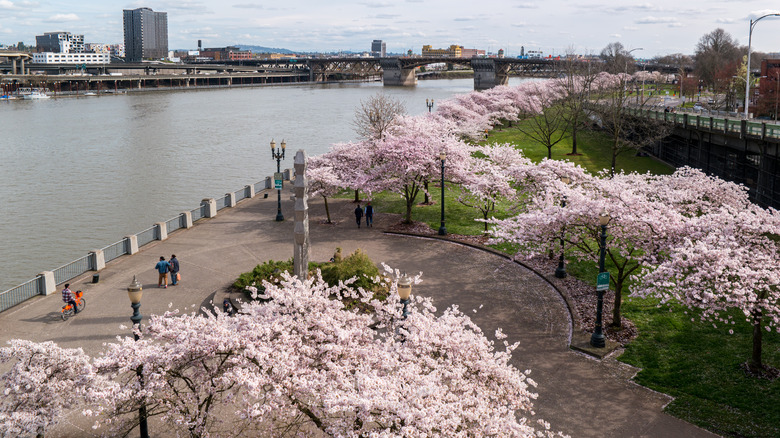 cherry trees along the water