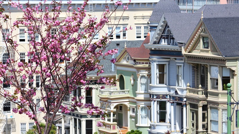 Victorian homes and cherry trees