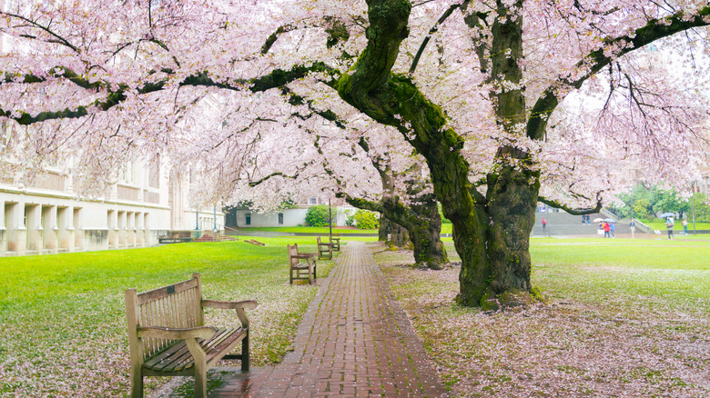 college campus in cherry blossoms
