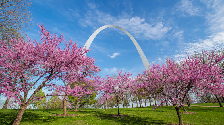 Gate Way Arch and cherry blossoms