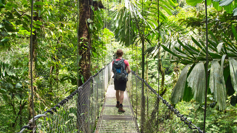 hanging walkway in jungle setting