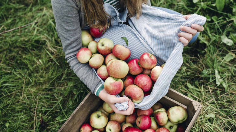 Child tucking about 20 apples into her dress