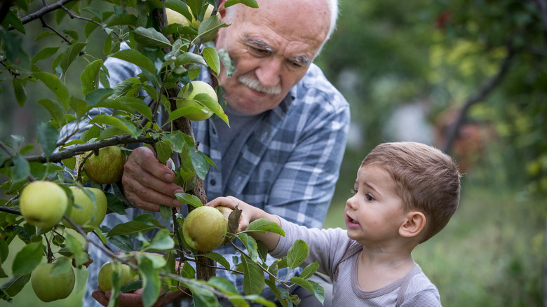 Old man watching child pick an apple