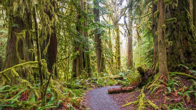 trail on the Olympic Peninsula