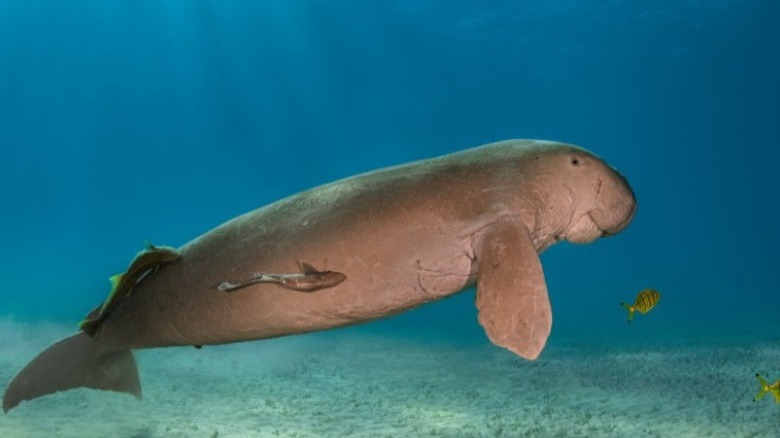 Dugong in the Red Sea