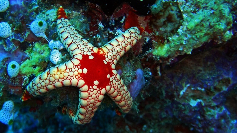 Star fish Baa Atoll