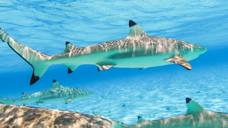 Shark school in Bora Bora