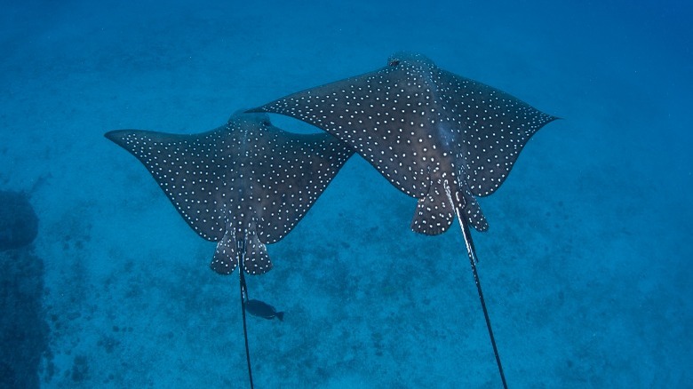 Spotted eagle rays 