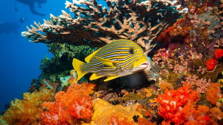 Yellow fish in vibrant coral