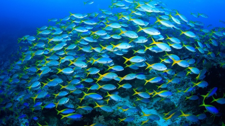 Fish school in Raja Ampat