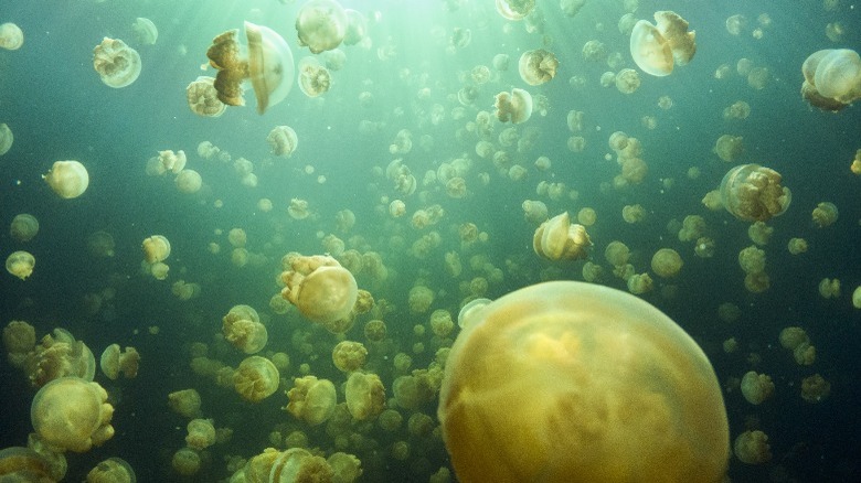 Jellyfish Lake in Palau