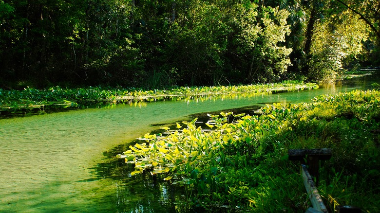 Rock Springs in Florida