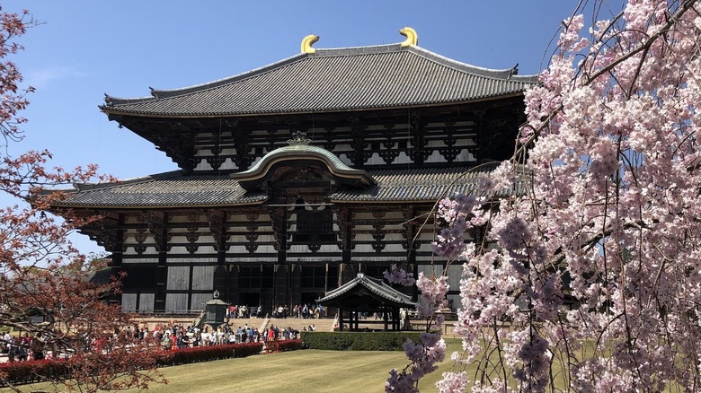 Todaiji Temple cherry blossoms Nara