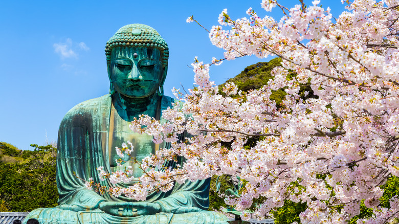 Kamakura Great Buddha cherry blossoms