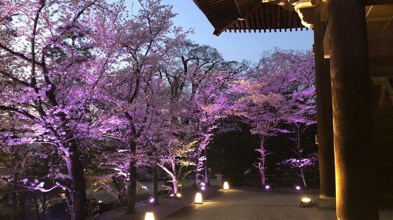 Kyoto sakura illumination Chionin Temple
