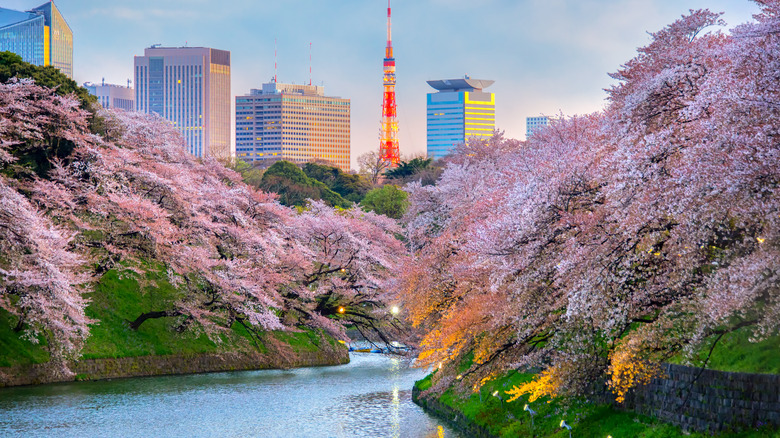 Chidorigafuchi cherry blossoms Tokyo Tower