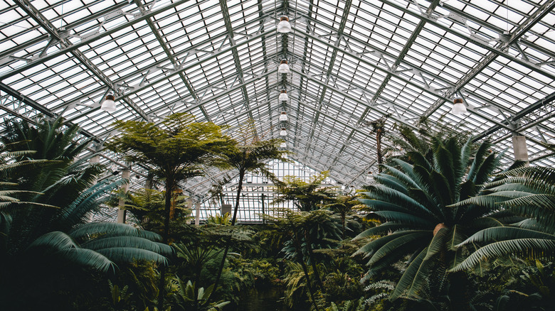 Trees inside glass greenhouse