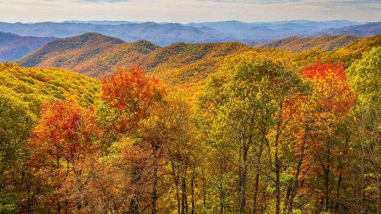 aerial shot of autumn leaves