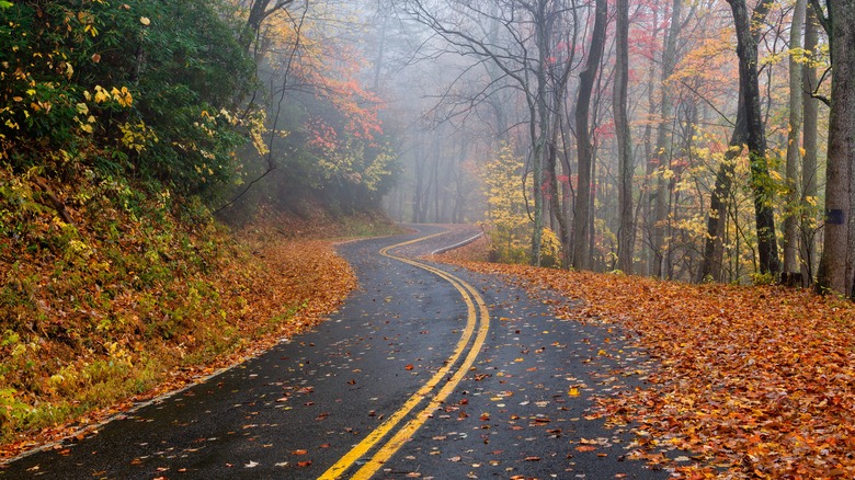 scenic road with fall leaves