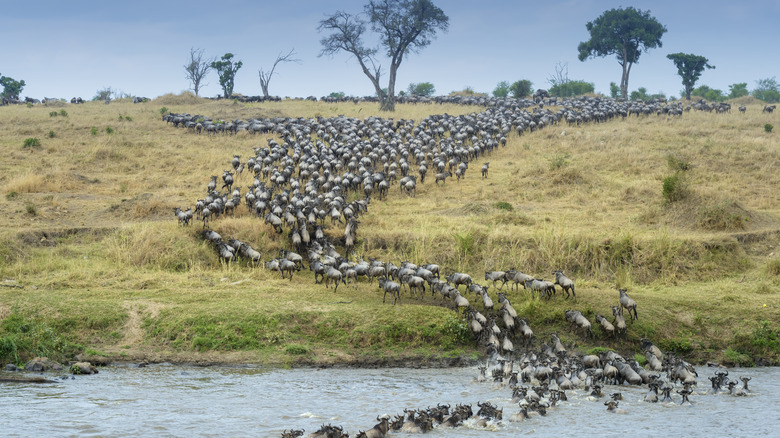 masai mara wildebeest migration