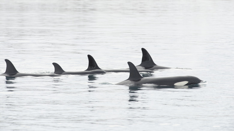 Winter Orca pod