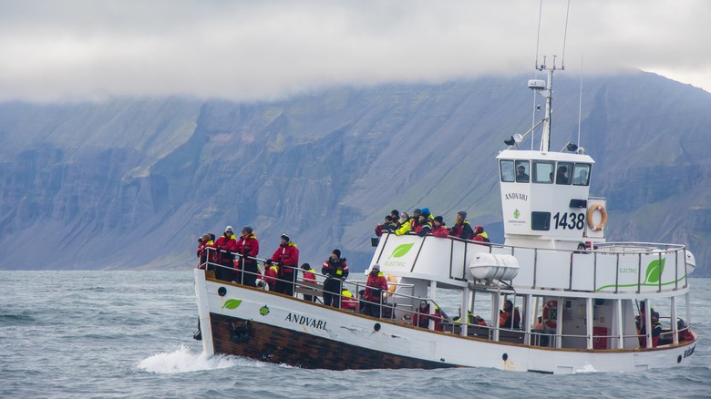 Whale-watching boat