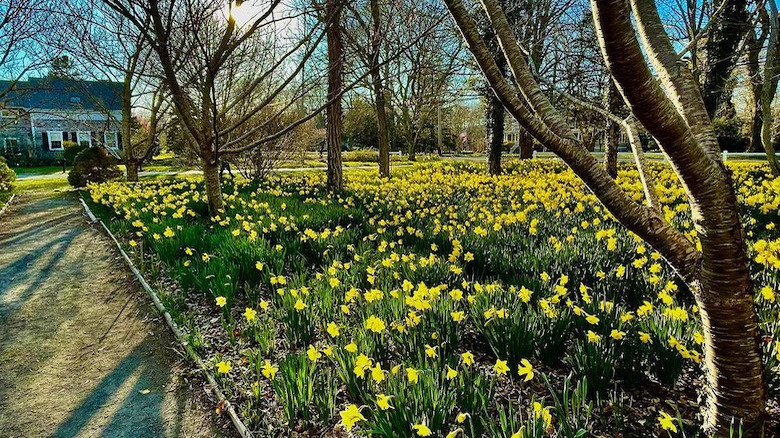 Brewster in Bloom Daffodils