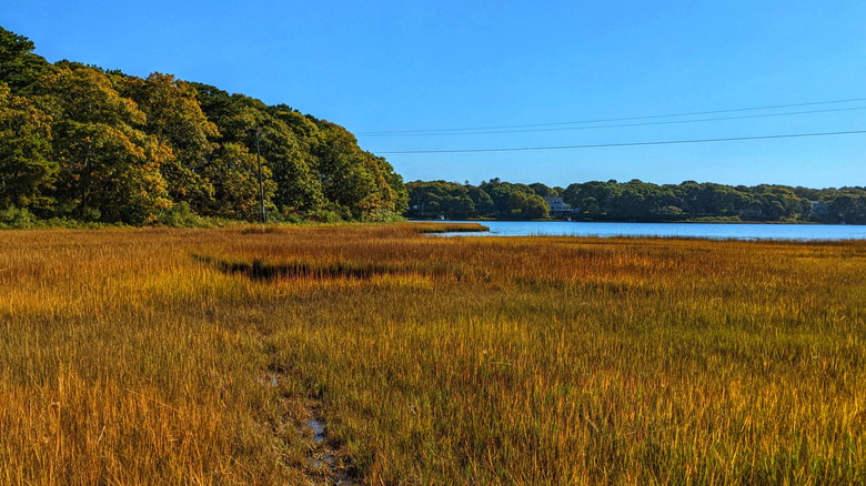 Cape Cod marsh in autumn