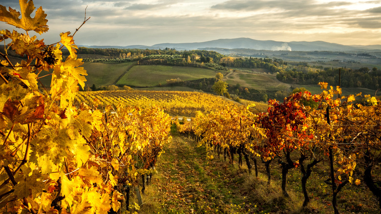 Autumn in Chianti, Italy