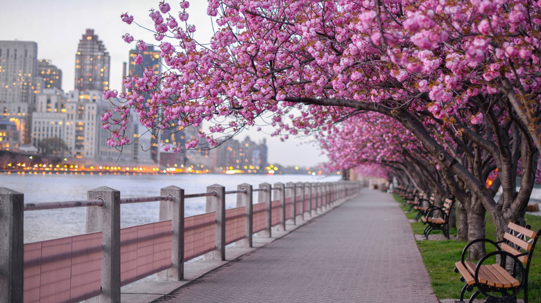 Cherry blossom in NYC