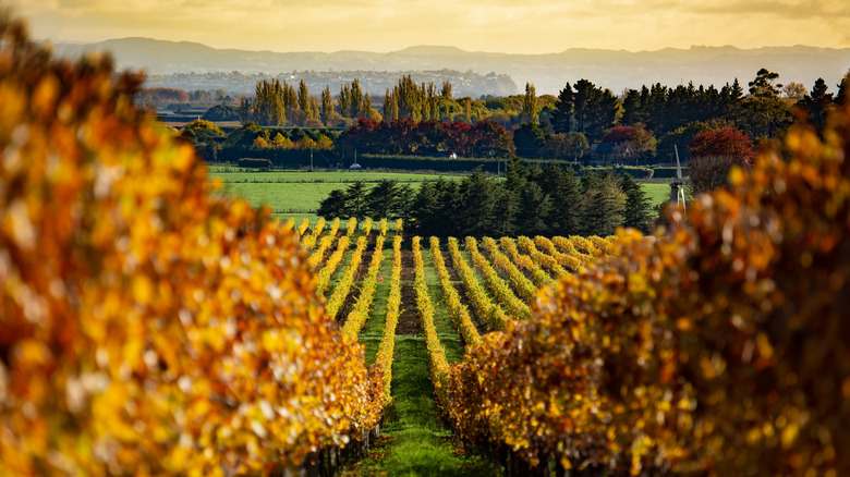 New Zealand vineyard in autumn