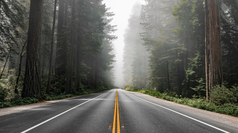 Highway in Redwood National Park