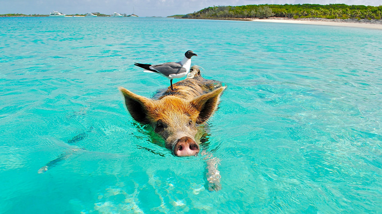 Swimming pigs in the Bahamas