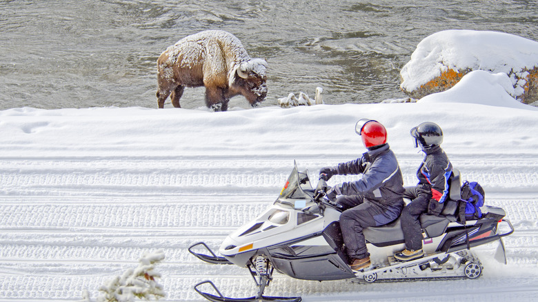 Snowmobile passing snowy bison
