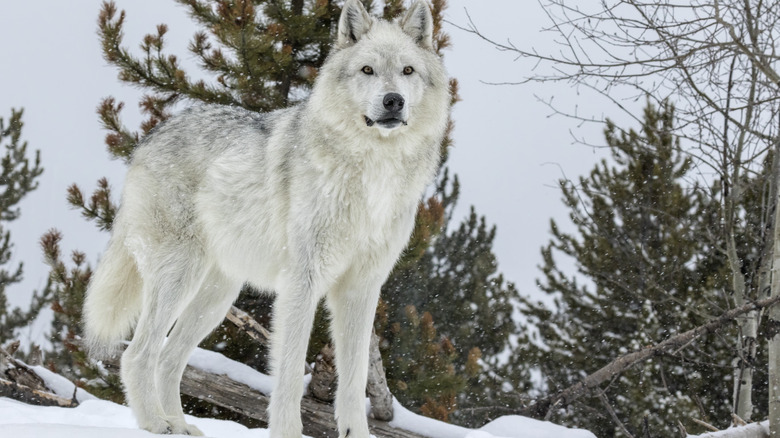 White wolf in snow