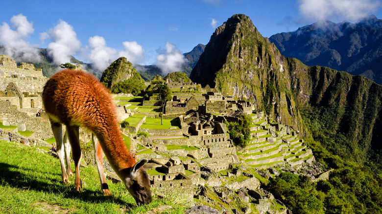 Llama grazing near Machu Picchu