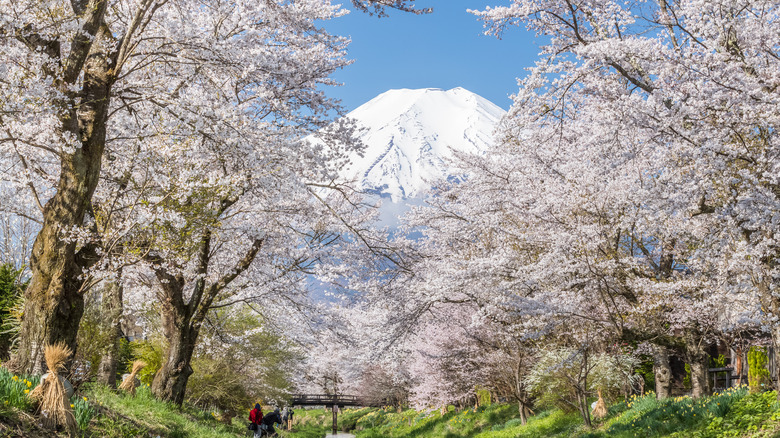 Oshino Hakkai cherry blossoms