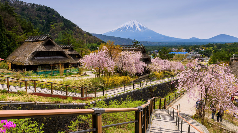 Iyashi no Sato blossoms