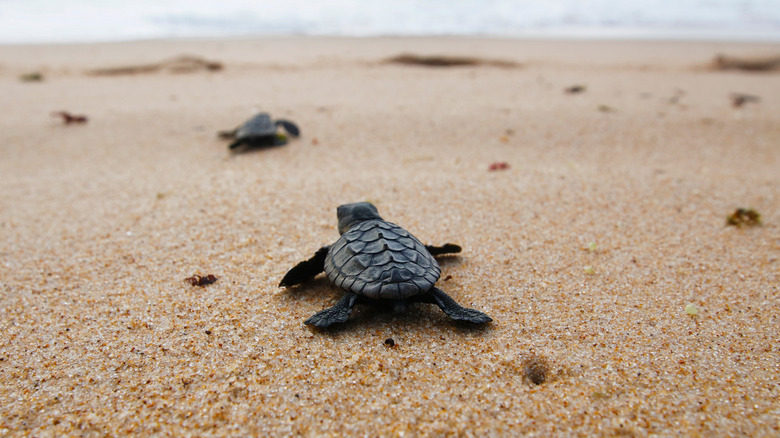 baby sea turtle on beach