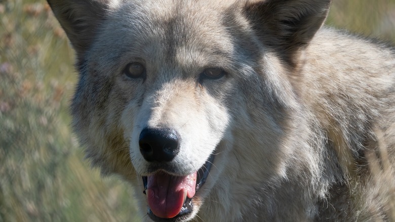 wolf at Yellowstone Wildlife Sanctuary
