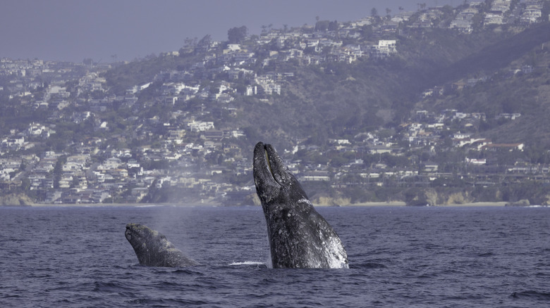 Whales breaching off the coast of Laguna Beach