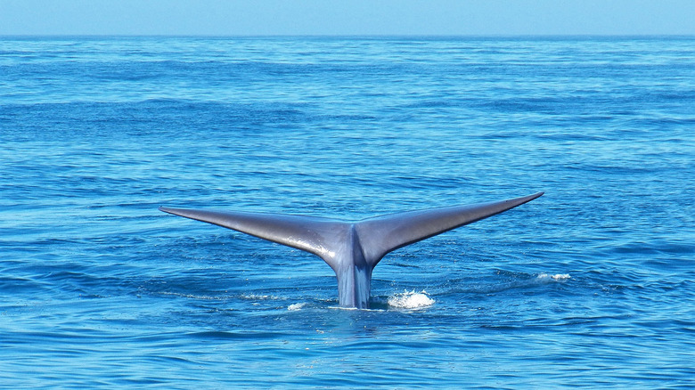 Blue whale fluke Newport Beach, California